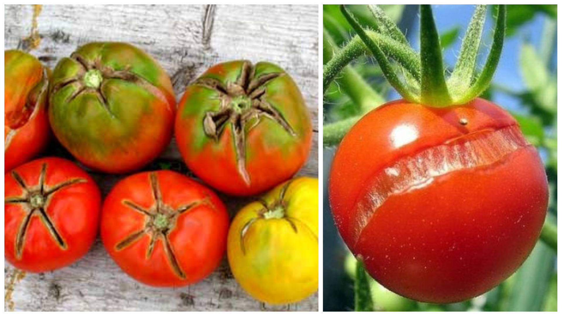 почему трескаются помидоры